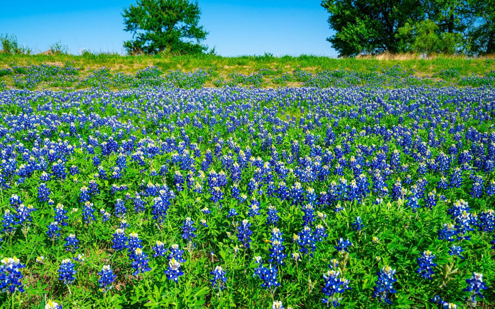 Texas Pollen