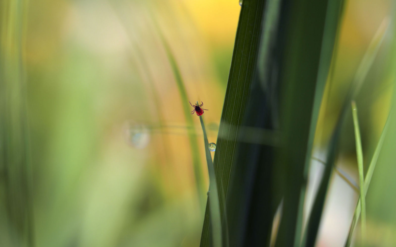 Small Tick on a Blade of Grass